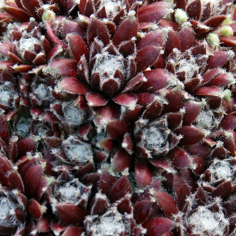 Chick Charm Cosmic Candy HenAnd Chick hardy Plant succulent-Ready In Jan 2019 Chick Charm Cosmic Candy HenAnd Chick hardy Plant succulent-Ready In Jan 2019